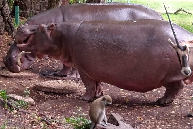 Haller Park Tour observing hippos, giraffes, birds, monkeys, crocs & others - Why the feeding schedules matter