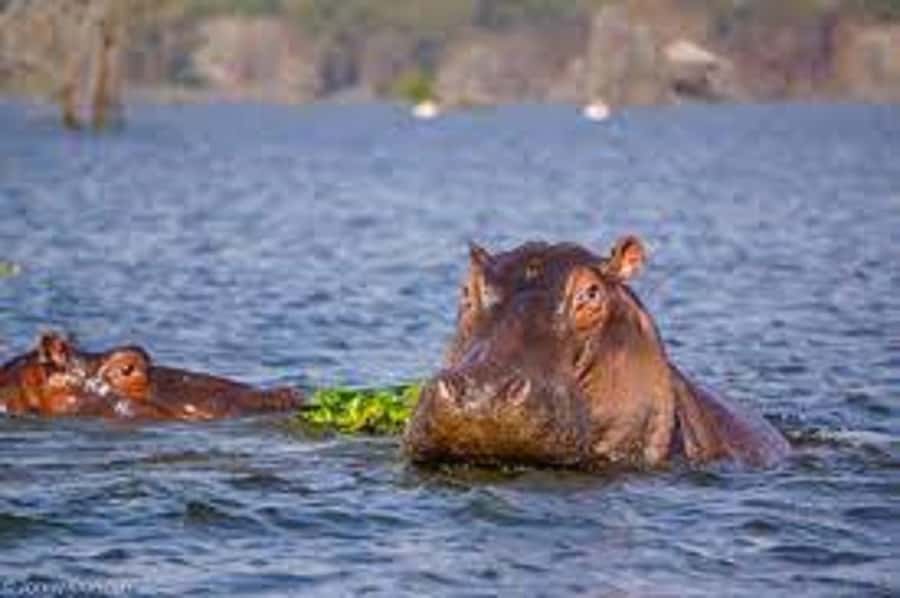 HELL'S GATE AND LAKE NAIVASHA BOAT RIDE FROM NAIROBI. - Guides, transport, and the eight-hour pace