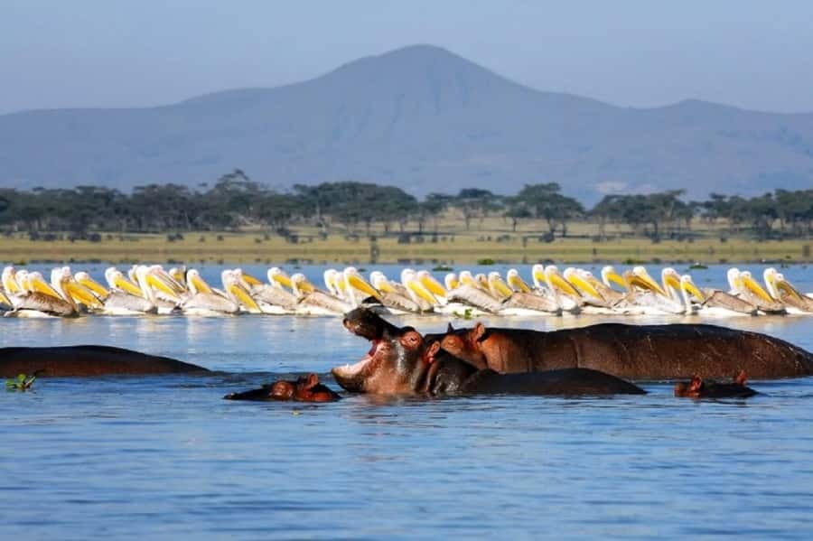 HELL'S GATE AND LAKE NAIVASHA BOAT RIDE FROM NAIROBI. - Should you book the Hell’s Gate and Lake Naivasha day trip?
