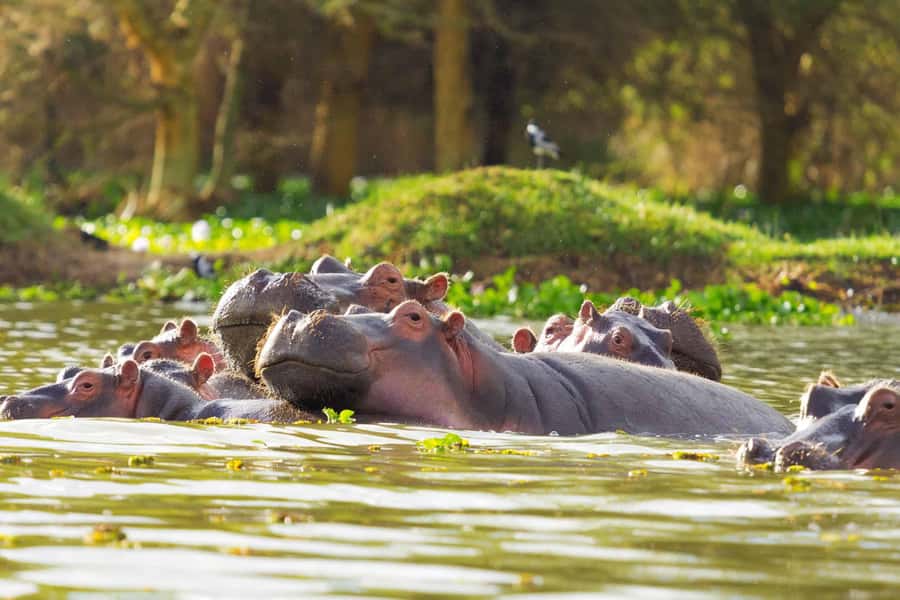 Hell's Gate and Lake Naivasha Guided Day Trip - Two Kenyan highlights in one long day