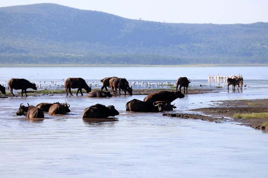 Hell's Gate and Lake Naivasha Guided Day Trip - Cycling through Hell’s Gate National Park