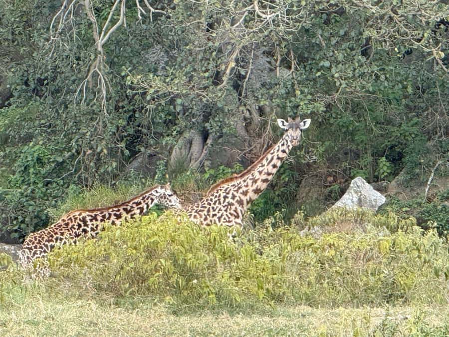 Hell's Gate Bike Ride & Crescent Island Boat Ride Experience - Lake Naivasha by Boat