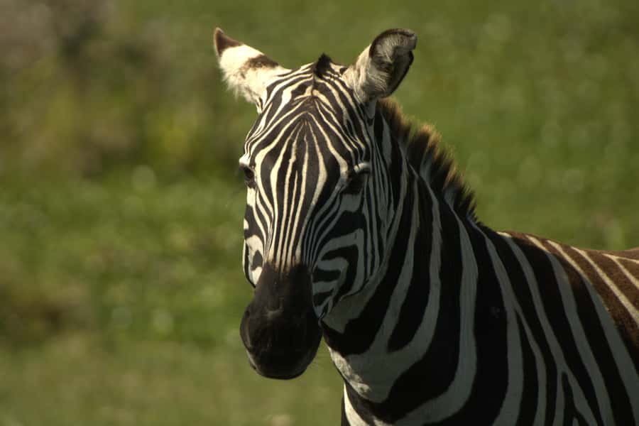 Hell's Gate & Lake Naivasha: Bike Tour, Hike & Boat Ride - Cycling across the plains with wildlife nearby
