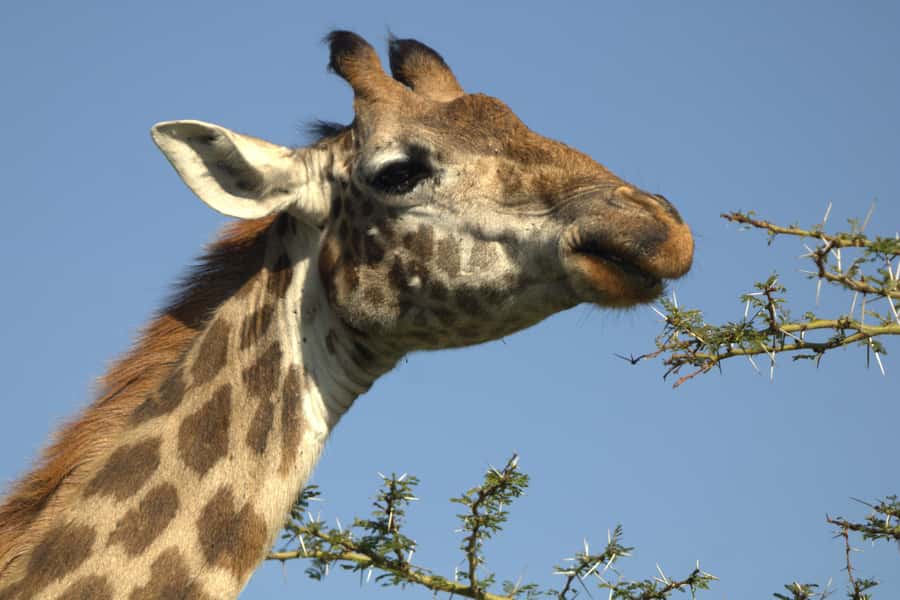 Hell's Gate & Lake Naivasha: Bike Tour, Hike & Boat Ride - Fisherman’s Campsite and a night near the hippos