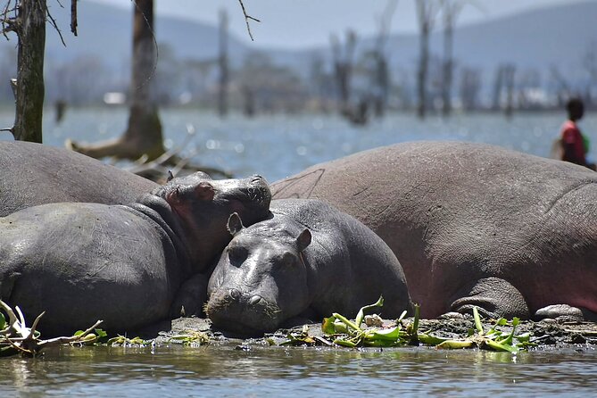 Hell's Gate National Park and Lake Naivasha Private Tour - Who should book this experience