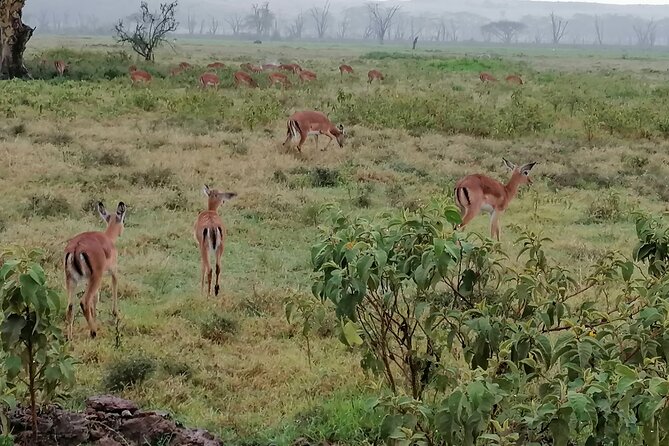 Hell's Gate National Park Private Bike Tour from Nairobi - The 7am drive from Nairobi
