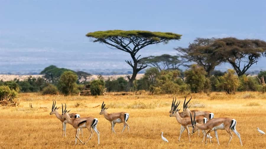 Hells Gate National Park and Lake Naivasha Day Tour - Hells Gate by bike, on foot, and at close range
