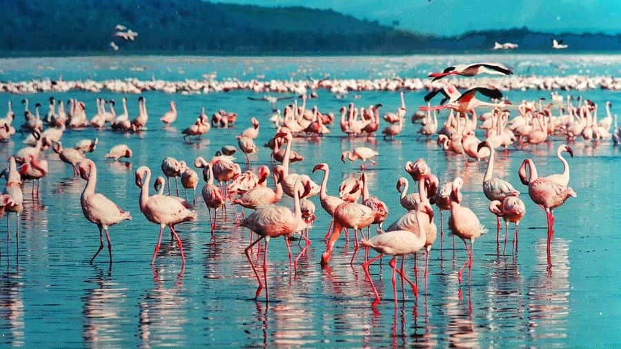 Hellsgate and Lake Naivasha Day Trip from Nairobi - Why Hell’s Gate feels different from a normal safari