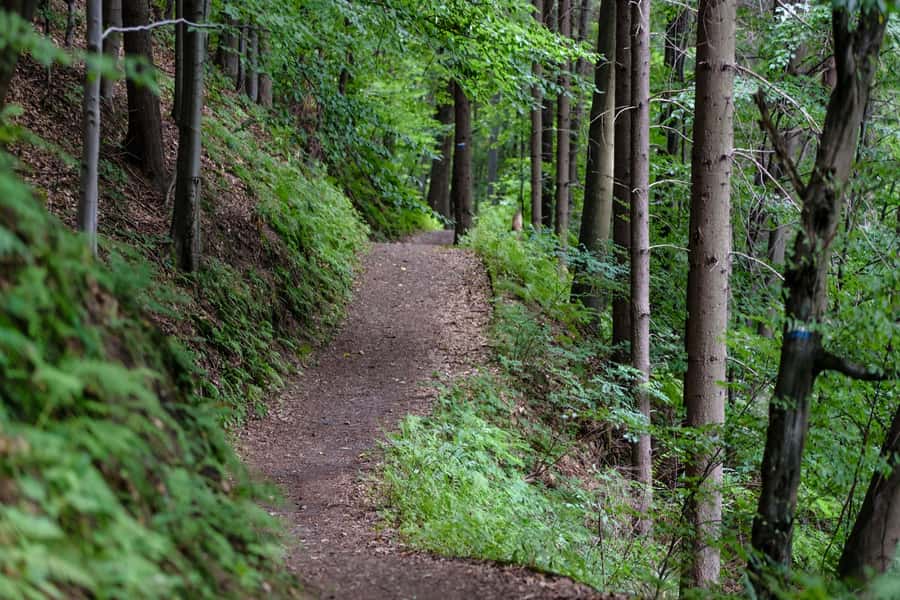 Hike in The Karura Forest - Wildlife watching without safari promises