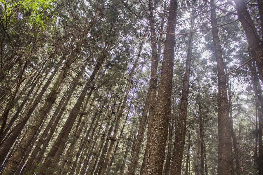 Hike in The Karura Forest - Starting at 13 Nkrumah Avenue