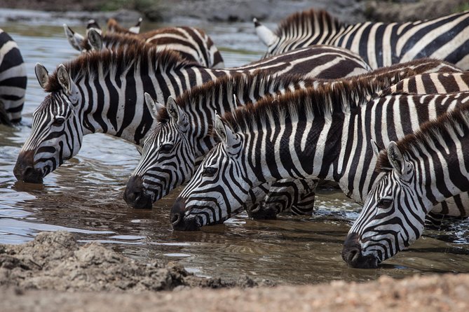Introducing Kenya Safari Package - Key Points Before You Book