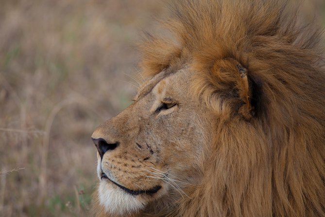 Introducing Kenya Safari Package - Meals, Water, and What You Still Pay For