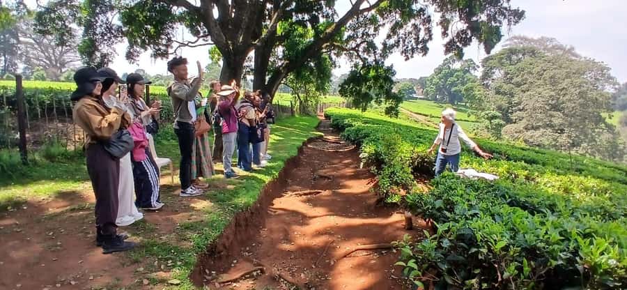 Kaimbethu tea farm tour and lunch package - Booking advice for a smoother day