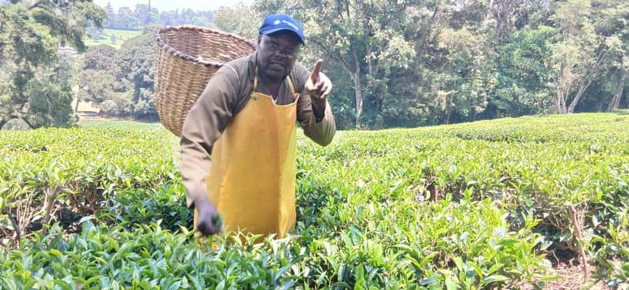 Kaimbethu tea farm tour and lunch package - The indigenous forest and its wildlife