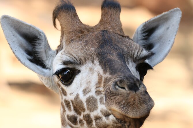 Karen Blixen Museum, Beads craft and Giraffe Day tour - Who will enjoy this tour most