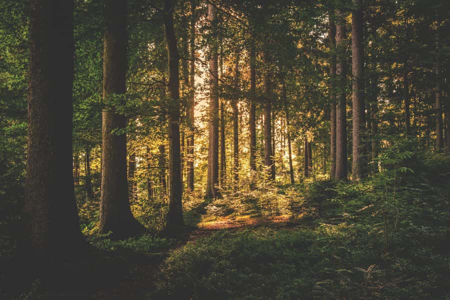 Karura forest A walking tour from Nairobi - What the Karura Forest outing is really like