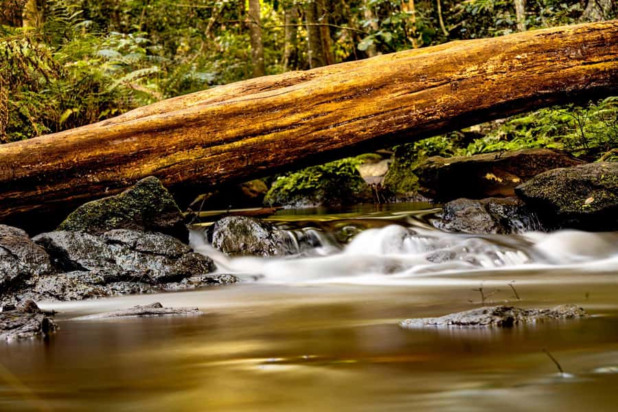 Karura forest A walking tour from Nairobi - Karura Falls and the sound of running water