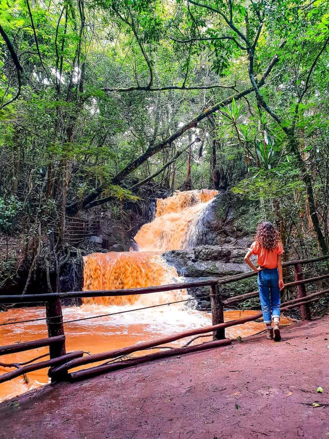 Karura forest A walking tour from Nairobi - Walking beneath Karura’s upland trees