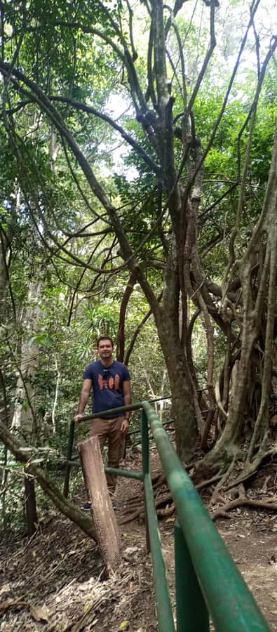 Karura forest: A walking tour into Nairobi's Nature Oasis - Walking beneath Karura’s tree canopy