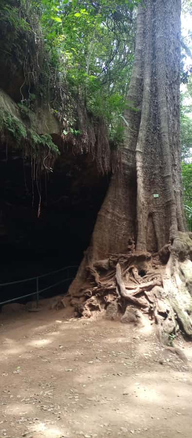 Karura forest: A walking tour into Nairobi's Nature Oasis - What $50 buys you, and what it does not