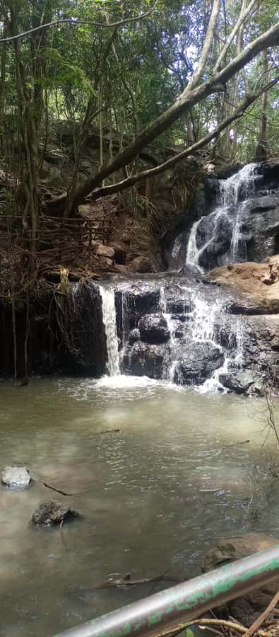Karura forest: A walking tour into Nairobi's Nature Oasis - Meeting your guide at Gate C