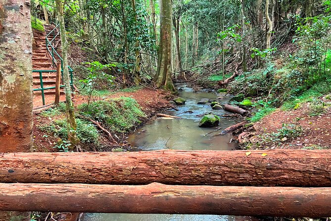 Karura Forest Nature Trail - Wildlife and bird-watching in Karura