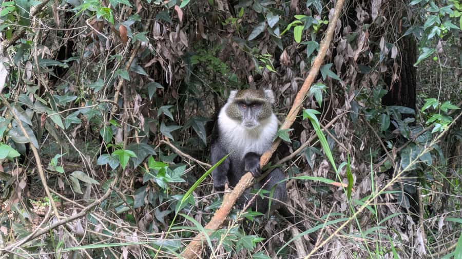 Karura Forest: Walking tour with Nature and Waterfalls. - Lily Lake and the quieter bird areas