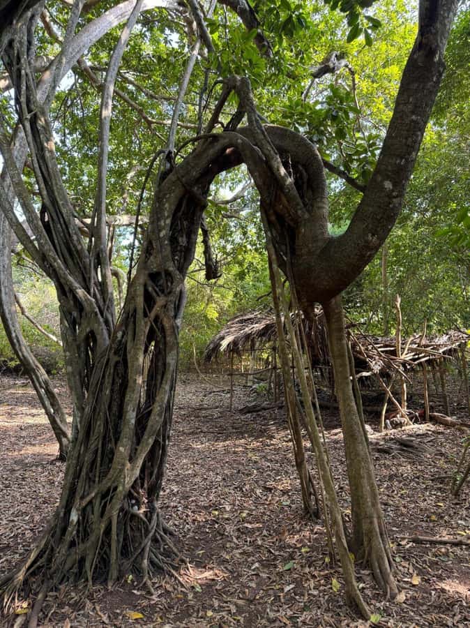 Kaya Kinondo Sacred Forest Guided Tour - Why Kaya Kinondo feels different from a normal nature walk