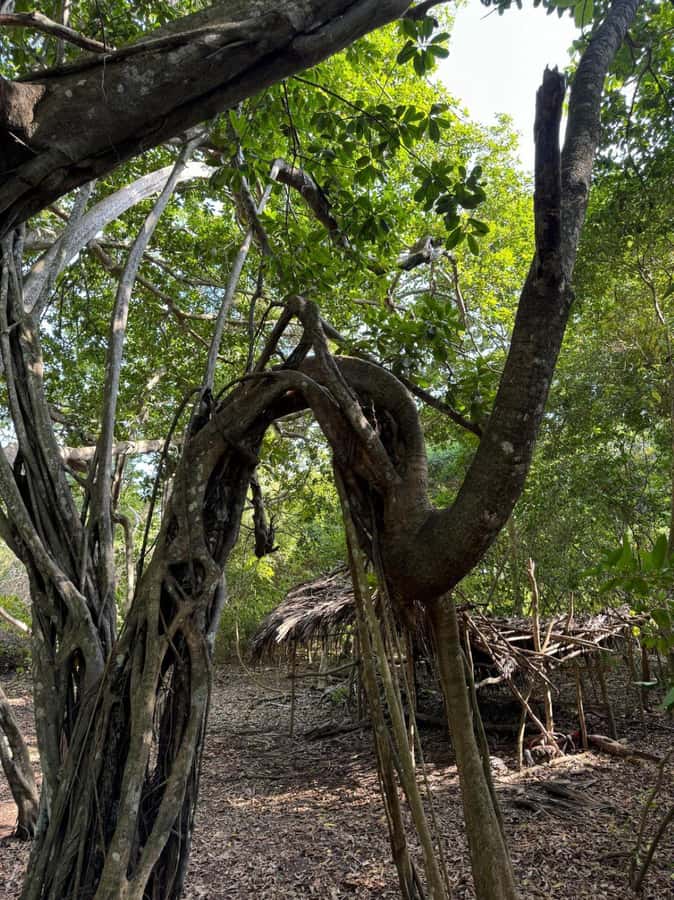 Kaya Kinondo Sacred Forest Guided Tour - Following the winding trail beneath ancient trees