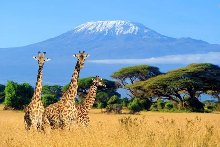 Kenya: 7-Day Big 5 Safari Tour from Nairobi - Day 2: A full day among the Big 5 in Maasai Mara
