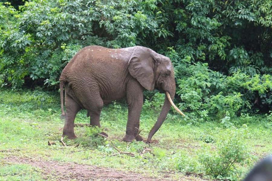 Kenya: 7-Day Big 5 Safari Tour from Nairobi - Day 4: White rhinos, Hell’s Gate, and Lake Naivasha