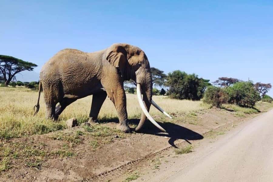 Kenya: 7-Day Big 5 Safari Tour from Nairobi - Day 1: Nairobi to Maasai Mara by way of the Rift Valley