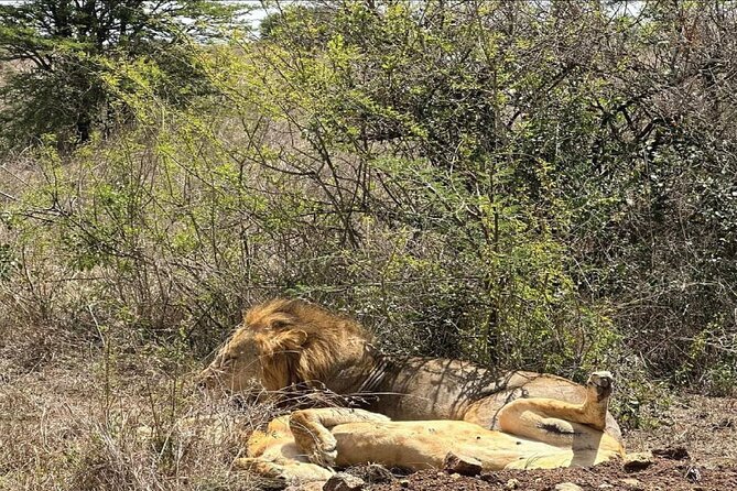 Kenya safari - Day 5: A full Maasai Mara game drive