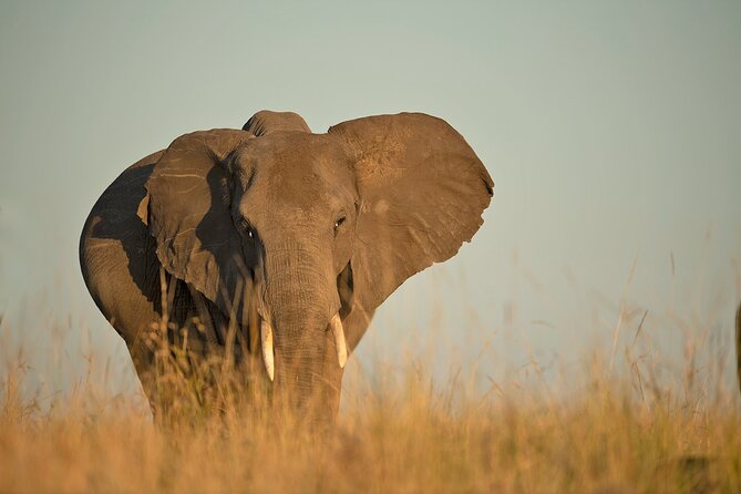 Kenya Safari: Amboseli, Lake Naivasha & Masai Mara - Day 7: Returning to Nairobi airport