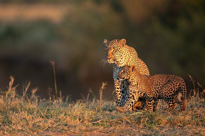 Kenya Safari: Amboseli, Lake Naivasha & Masai Mara - What the $1,650 price covers