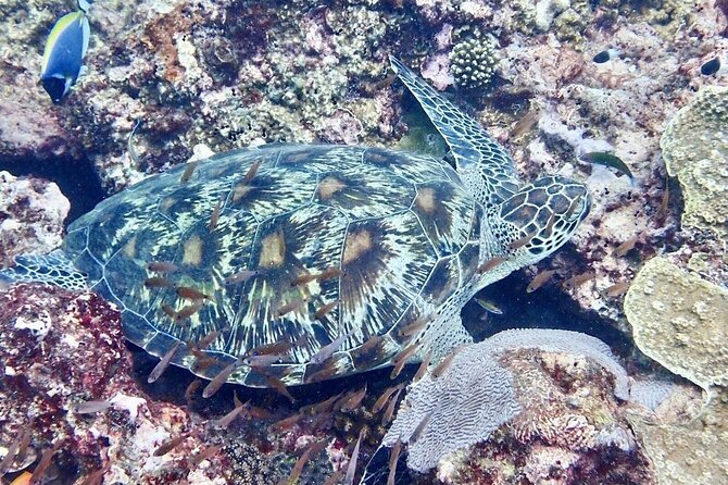 Kisite Mpunguti Day Trip. A day of Oceanic Wonders - Is $110 a fair price from Diani?