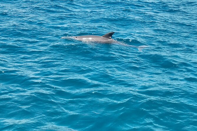 Kisite Mpunguti Day Trip. A day of Oceanic Wonders - Who will get the most from this day