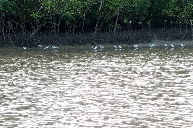 Kongo River Sunset Experience in Canoe - What the captain adds to the ride