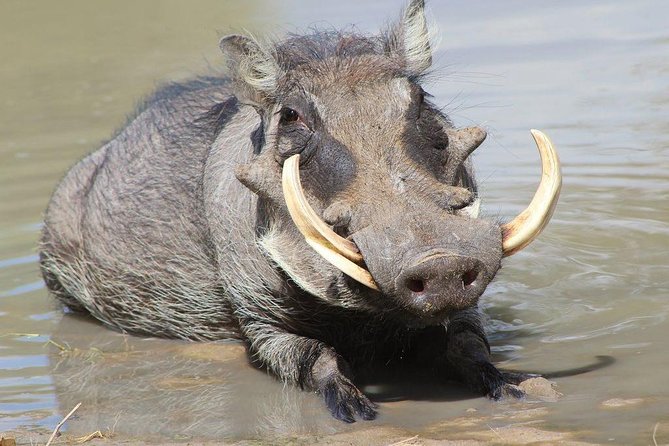Lake Naivasha & Crescent island day trip. - How the $165 price works in practice