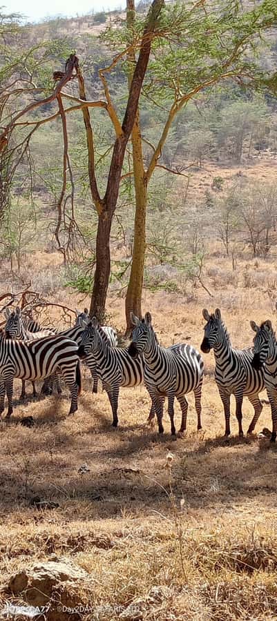 Lake Naivasha: Crescent Island Game Sanctuary - Why Crescent Island feels different from a regular safari
