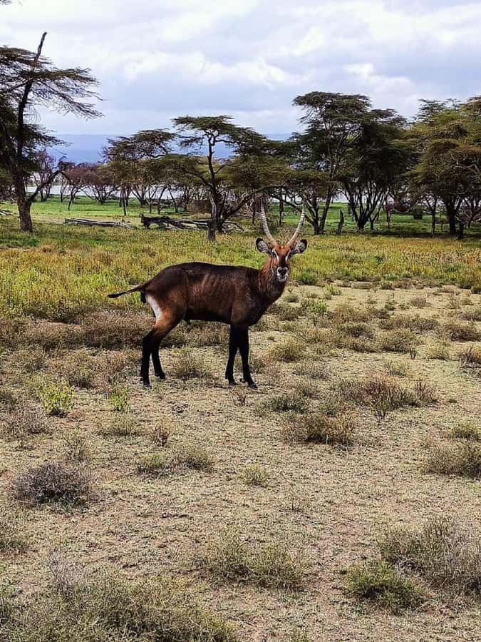Lake Naivasha: Crescent Island Game Sanctuary - Practical planning for the day