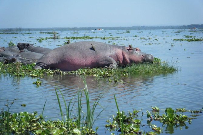 Lake Naivasha day tour including the crescent island - A boat ride that changes your view of the wildlife