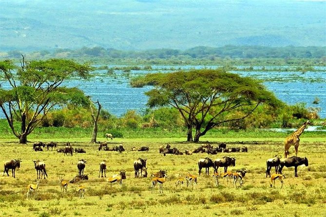 Lake Naivasha day tour including the crescent island - What the $102.57 price really covers