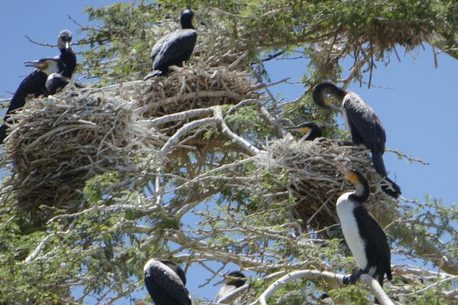 Lake Naivasha day tour including the crescent island - Who should choose this Lake Naivasha day tour?