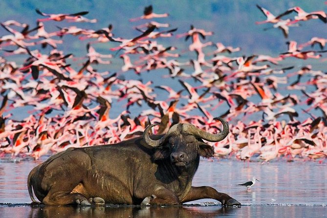 Lake Nakuru Day Trip From Nairobi - Why Lake Nakuru makes sense as a Nairobi day trip
