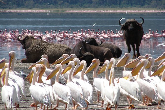Lake Nakuru Day Trip From Nairobi - Morning and afternoon game drives