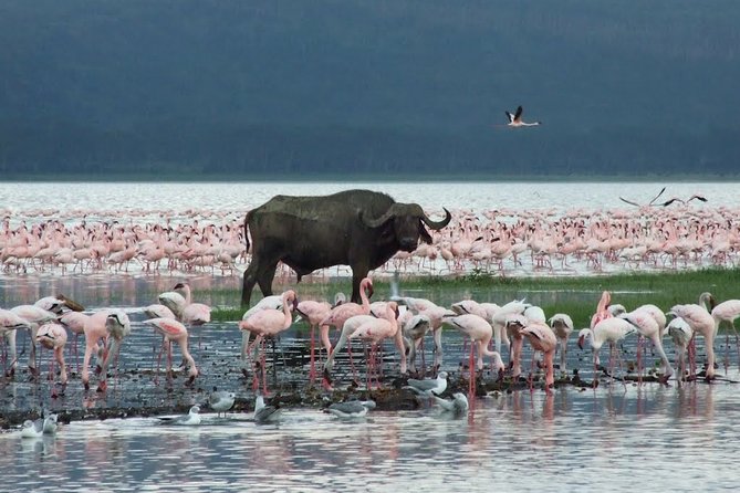 Lake Nakuru Day Trip From Nairobi - What the private format really adds