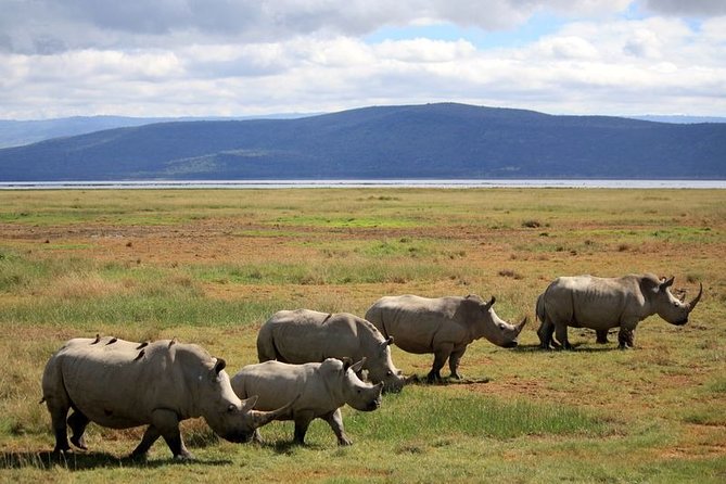 Lake Nakuru Day Trip From Nairobi - The real cost: $195 plus park admission