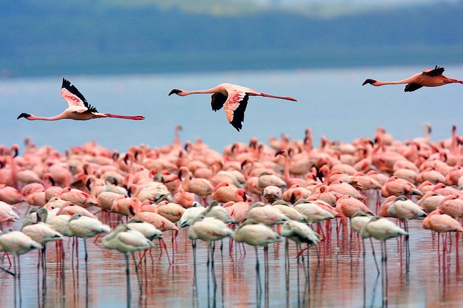 Lake Nakuru Day Trip From Nairobi - Who should book this Nakuru outing