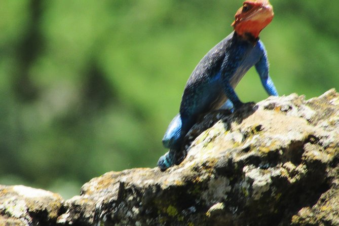 Lake Nakuru Day Trip Safari – & Optional Lake Naivasha Boat - Lake Nakuru: four hours of safari time